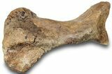 Hadrosaur (Edmontosaurus) Metatarsal (IV) - Wyoming #252284-2